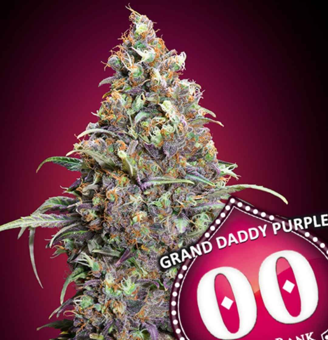 Große, harzige Bud mit lila Akzenten und orangen Härchen der Sorte Grand Daddy Purple von 00 Seeds.