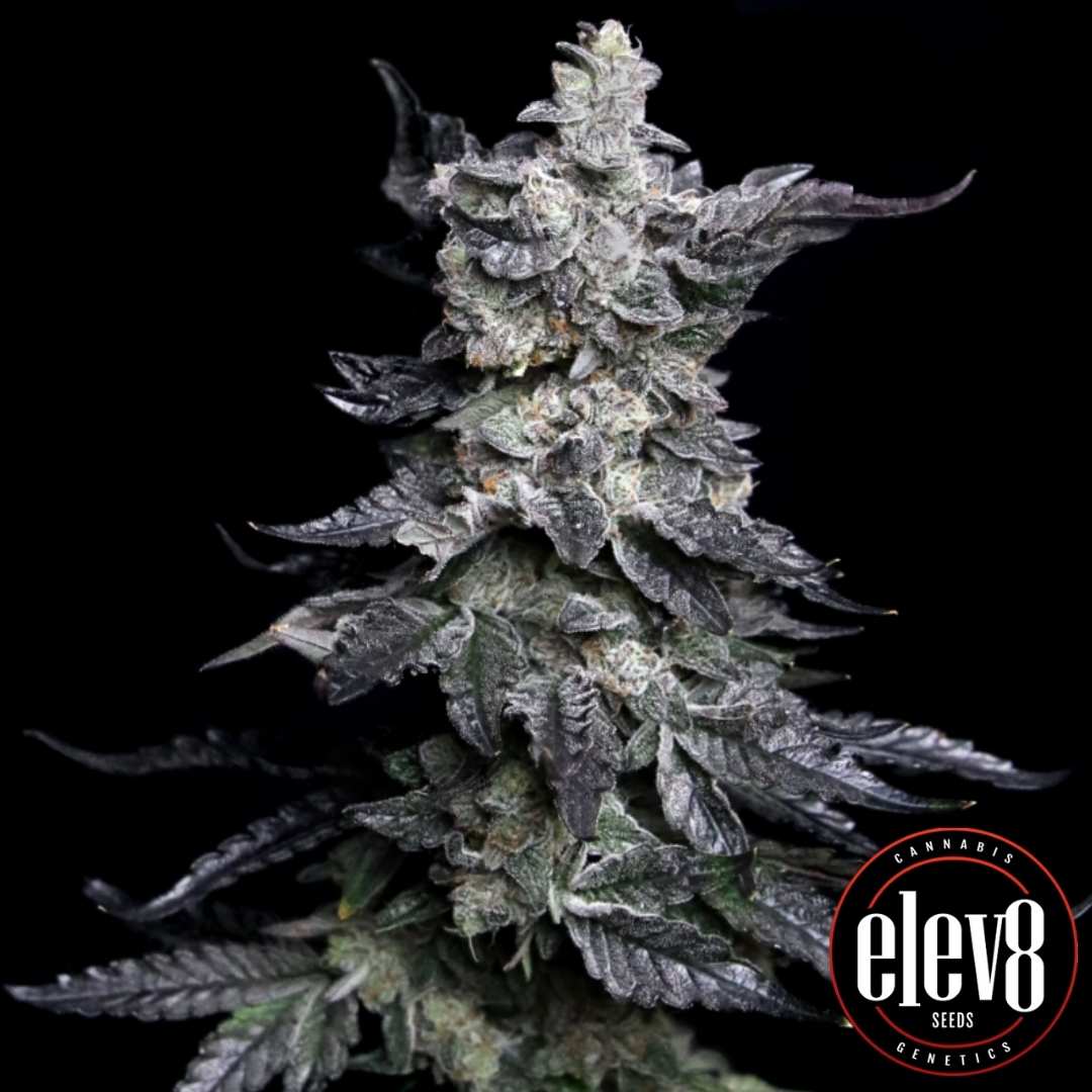 Granny's Apple Fritter Blüte mit dichten frostigen Buds und sichtbaren Harzschichten