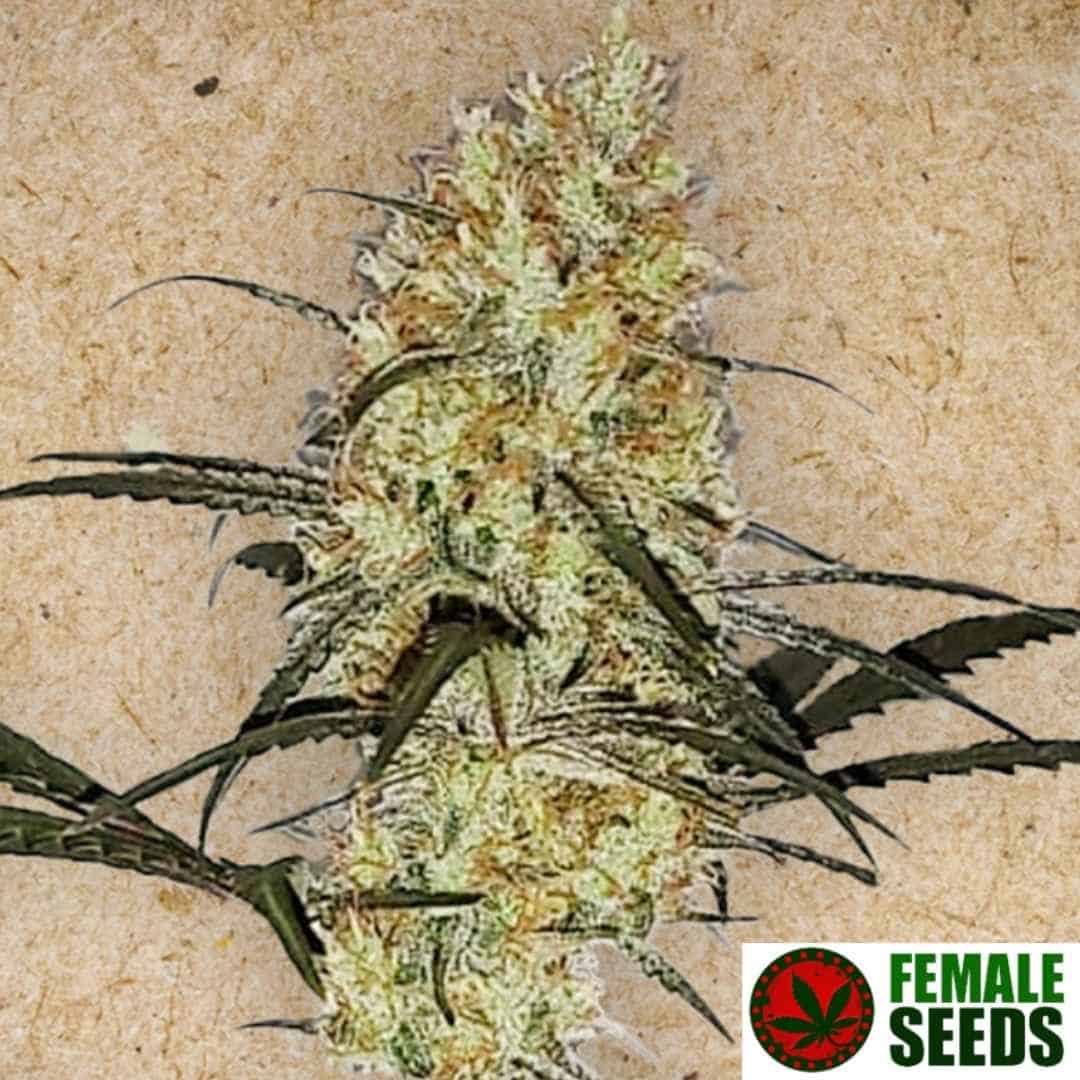 Grape Amnesia Blüte mit dichter Cola, hellen Pistillen und starkem Trichombesatz an den Zuckerblättern