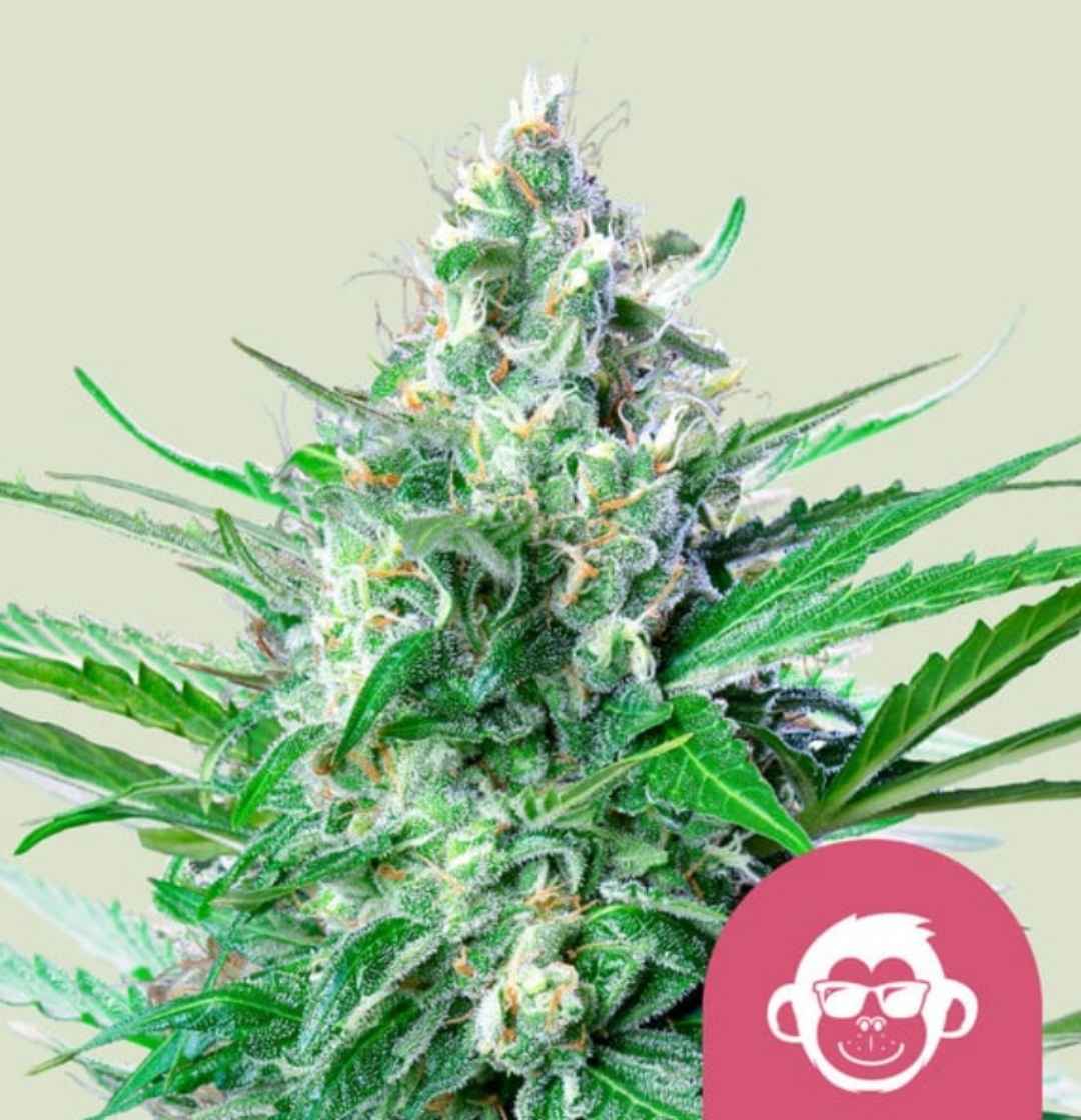 Harzige Grape Ape Cannabisblüte mit dichten Trichomen und kräftigen grünen Blättern.