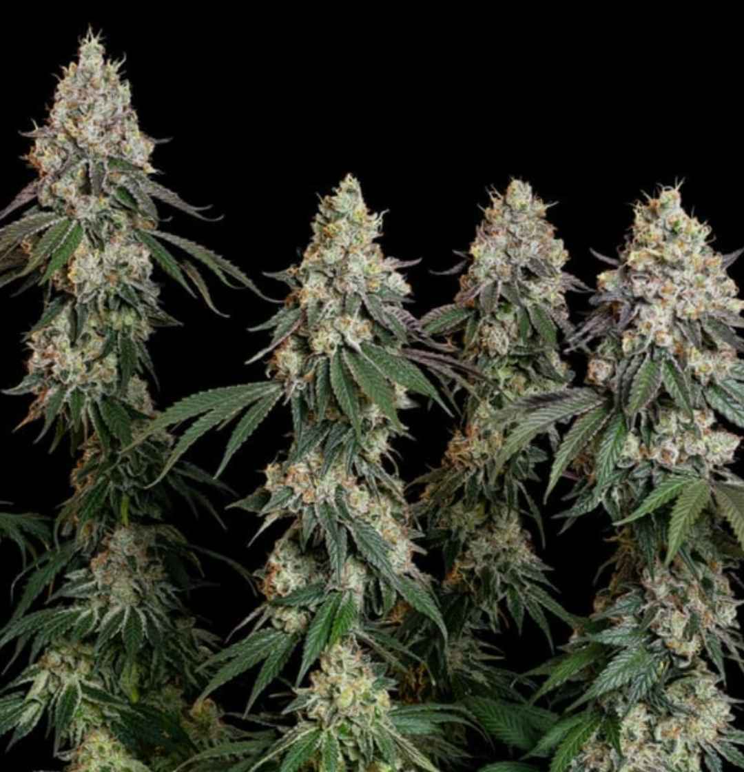 Reife Grape Ape Cannabispflanzen mit kompakten Buds und üppigem Wuchs unter Kunstlicht.