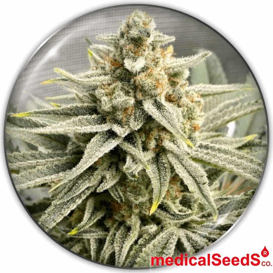 Grape Fuel Cannabisknospe mit dichter Struktur, starkem Trichombesatz und orangefarbenen Blütenfäden