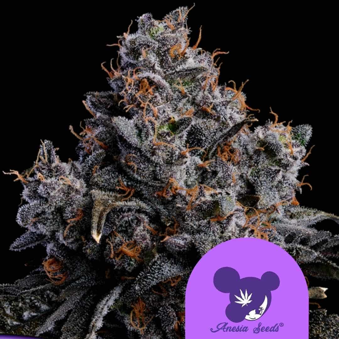 Dichte Blüte von Grape Pop Rocks Auto mit violetten Kristallen und orangen Blütenhaaren.