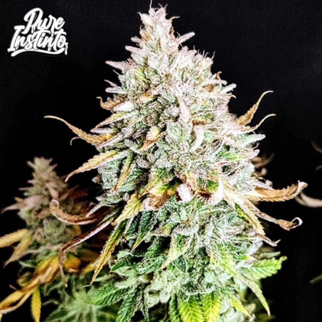 Grateful End OG Cannabisblüte mit dichten, harzigen Buds und sichtbaren Trichomen in der späten Blütephase