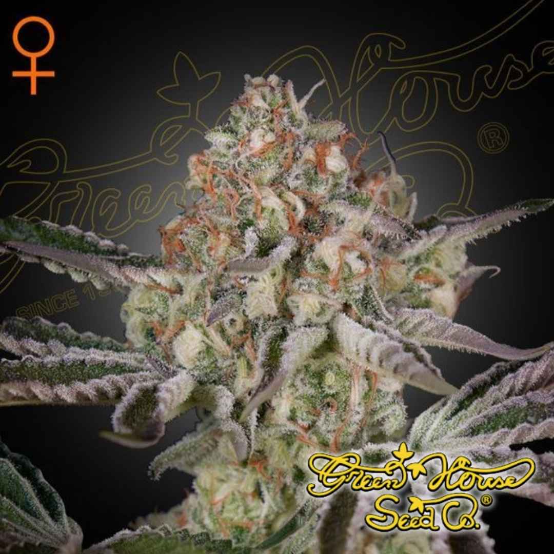 Weibliche Great White Shark Cannabispflanze mit kompakten, harzigen Blüten und dichten Trichomen