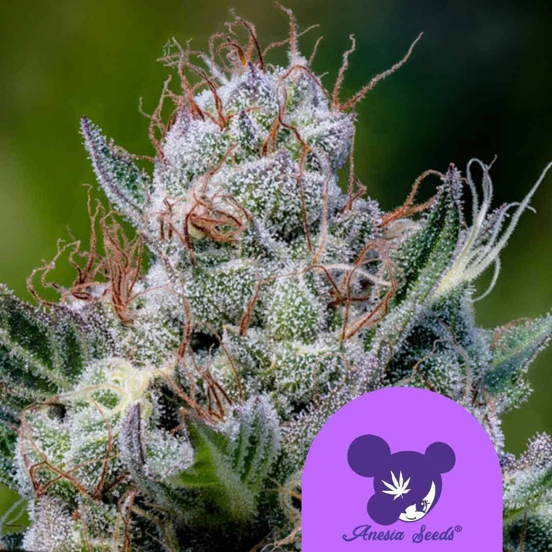 Dichte Blüte von Green Apple Juice Auto mit vielen Harztrichomen und orangefarbenen Blütenhaaren.