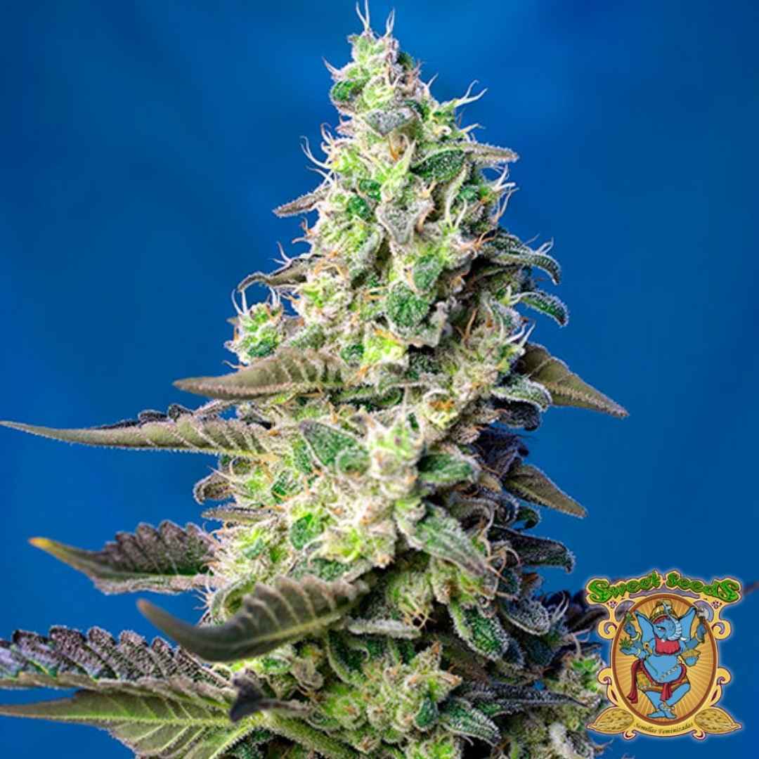 Dichte Green Poison XL Auto Blüte mit hellgrünen Knospen, orangefarbenen Härchen und frostiger Harzschicht.