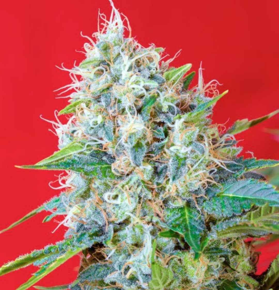 Kristallüberzogene Green Poison Blüte mit kräftigen grünen Blättern und orangefarbenen Fäden