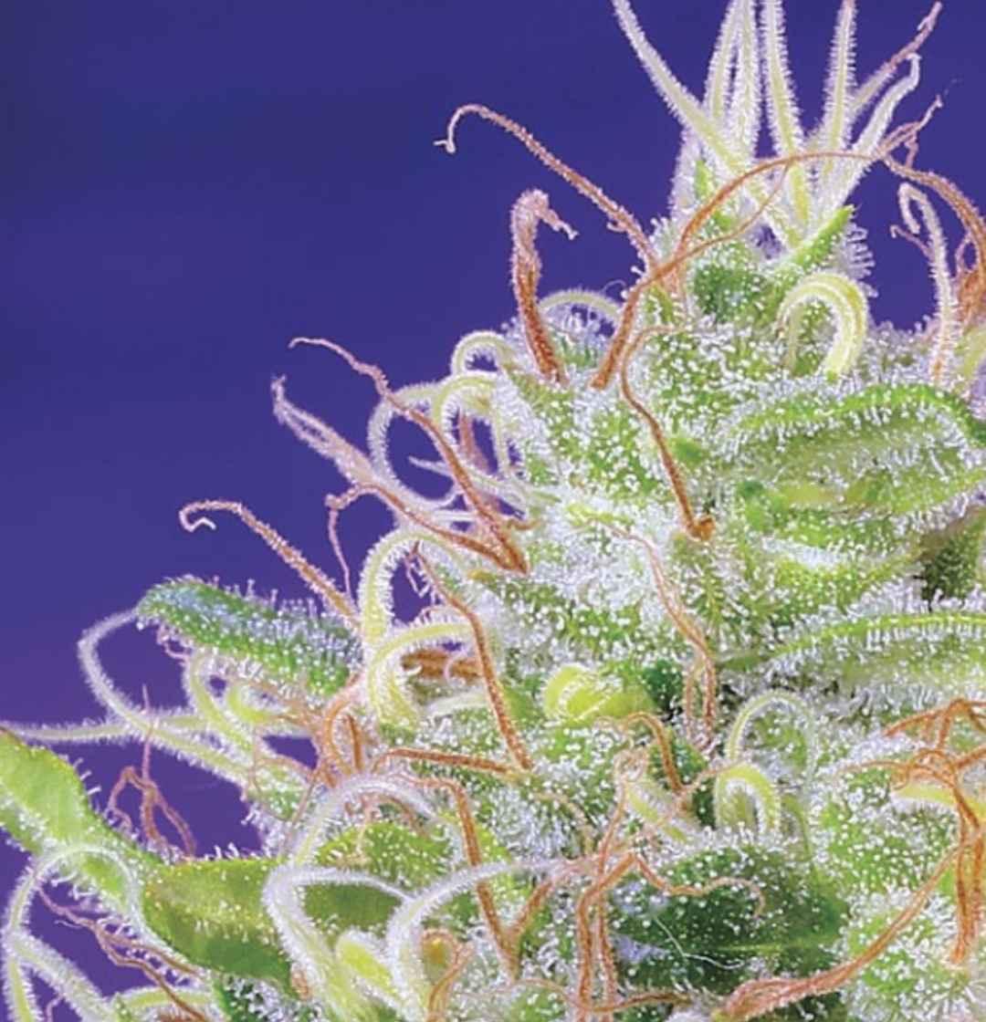 Nahaufnahme einer Green Poison Knospe mit leuchtenden Trichomen und verdrehten Blütenhaaren