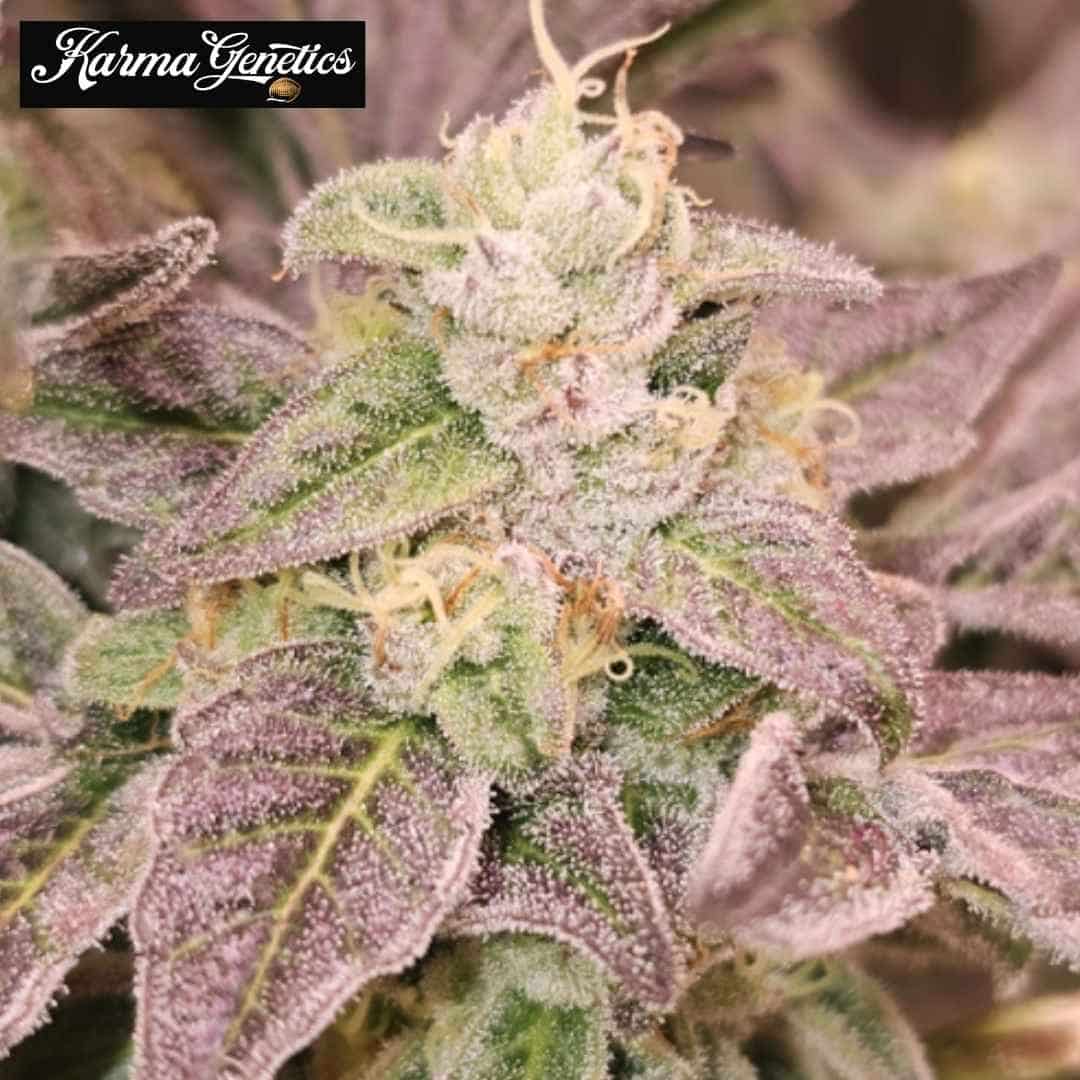 Guava Runtz Cannabisblüte mit violetten Blättern, hellen Härchen und dichten Trichomen