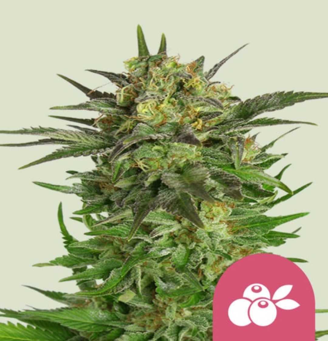 Haze Berry Blüte mit harzigen, grün-violetten Buds und orangefarbenen Blütenstempeln