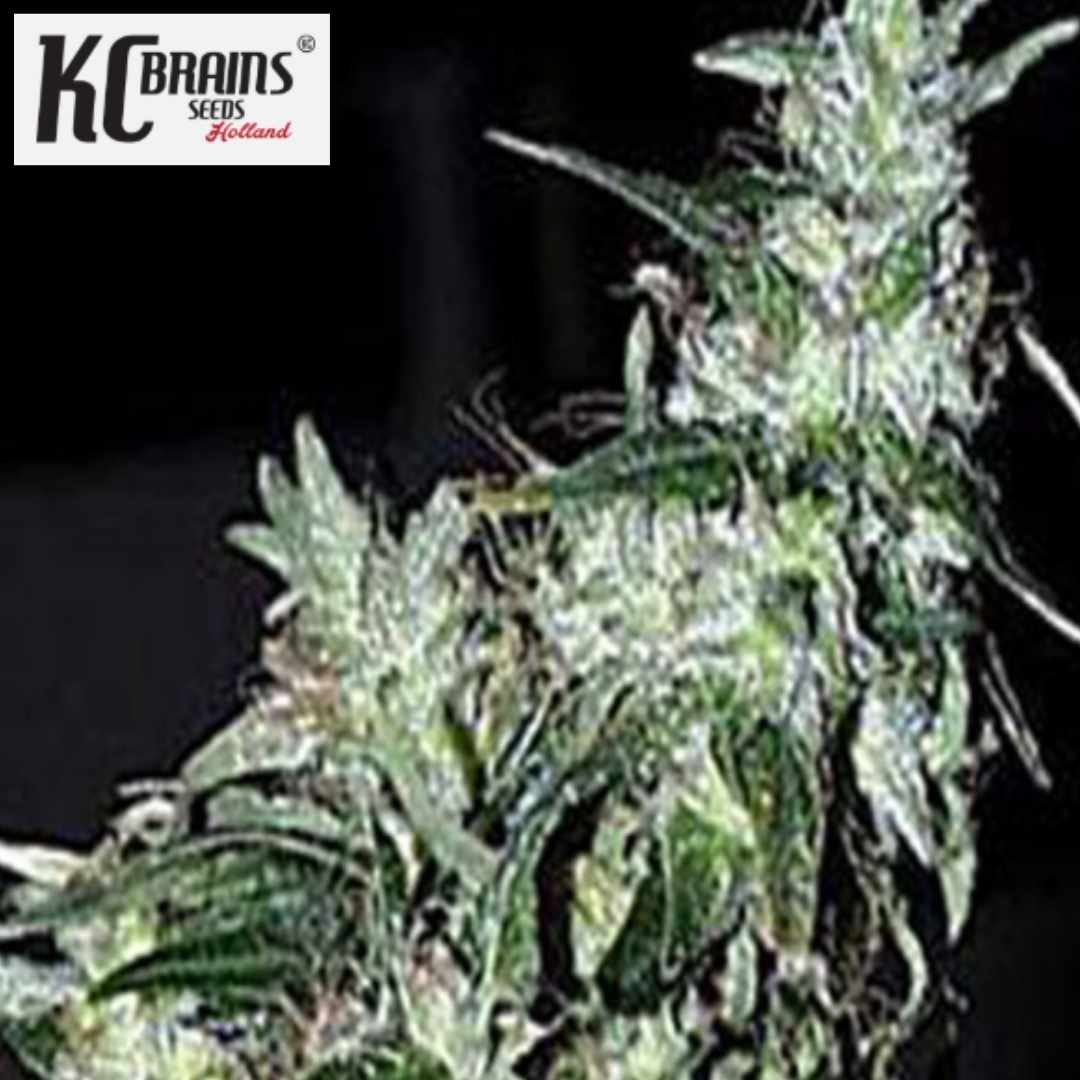 Haze Special Cannabisblüte mit harzigen Kelchen und schmalen grünen Blättern