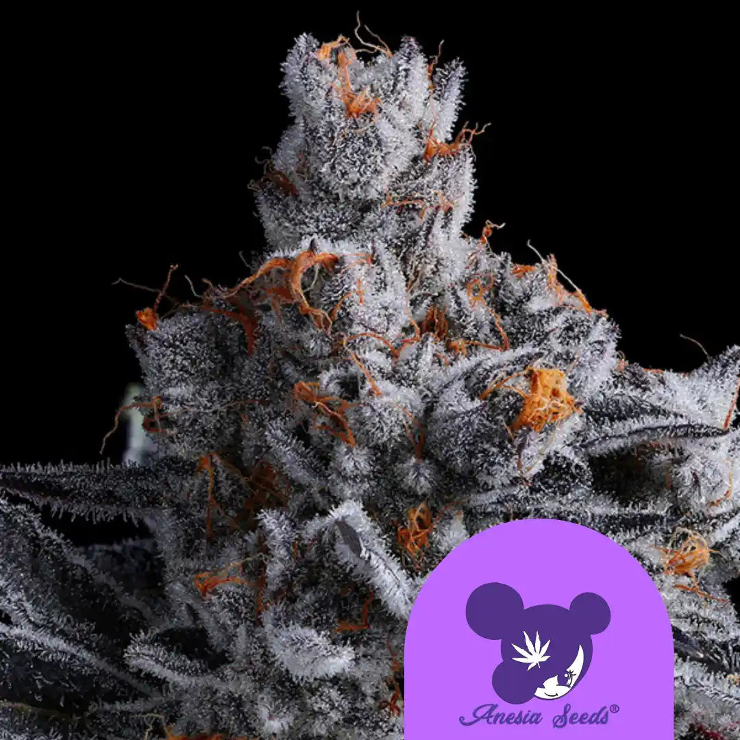 High Mars Cannabisblüte mit dichten Trichomen und einer Mischung aus grünen und violetten Tönen.