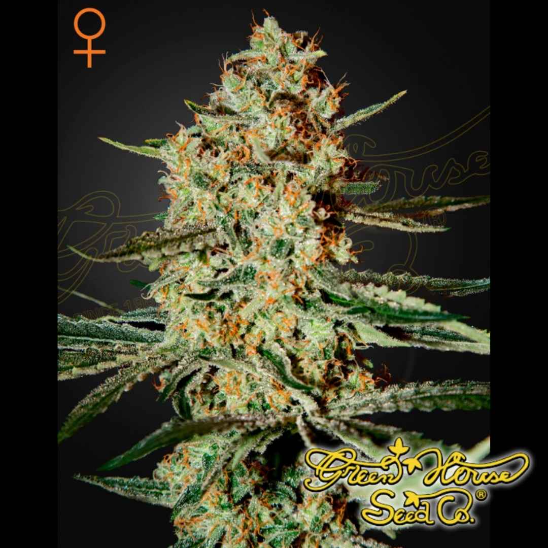 Himalaya Gold Cannabispflanze mit dichtem Hauptbud, orangefarbenen Blütenfäden und stark harziger Blütenstruktur