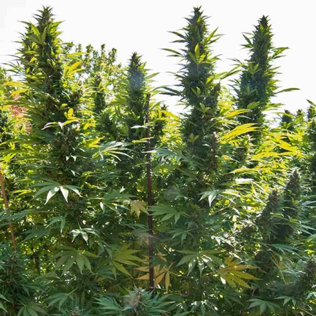 Reife Hollands Hope Pflanzen mit mehreren dicken Hauptcolas im Freien