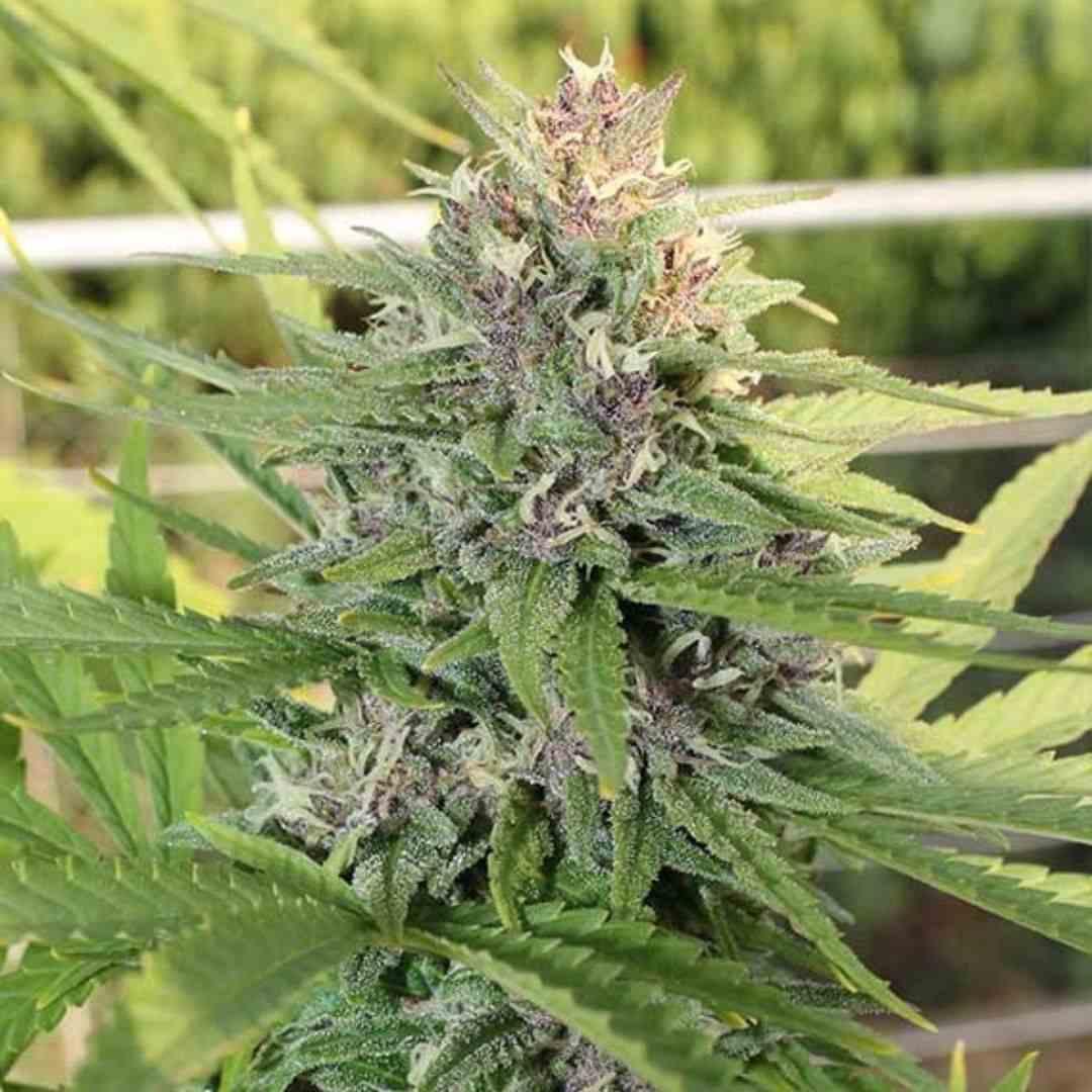 Kompakte Hollands Hope Blüte mit vielen Trichomen und grünen Blättern in der späten Blütephase