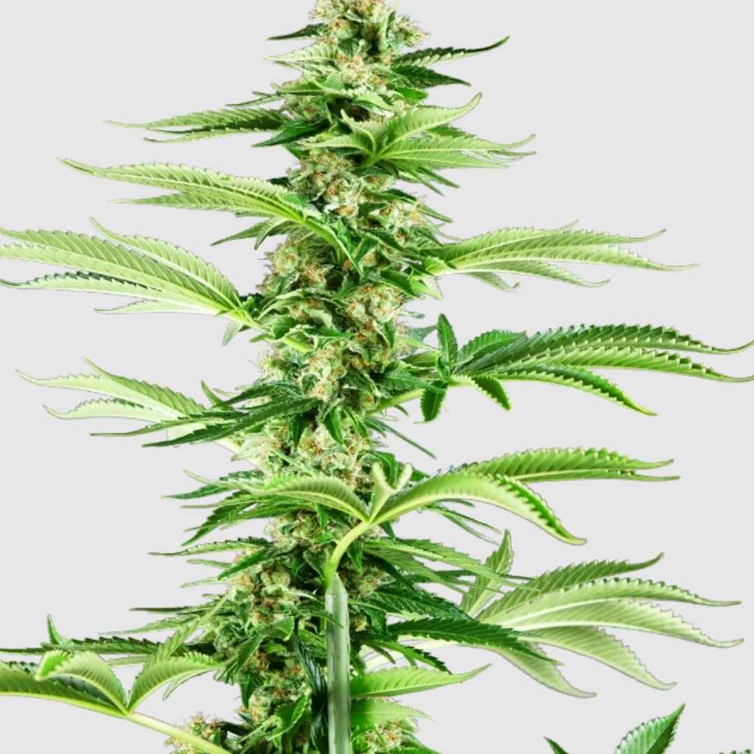 Honey Melon Haze Pflanze mit dichten, harzigen Blüten und kräftigen Blättern.