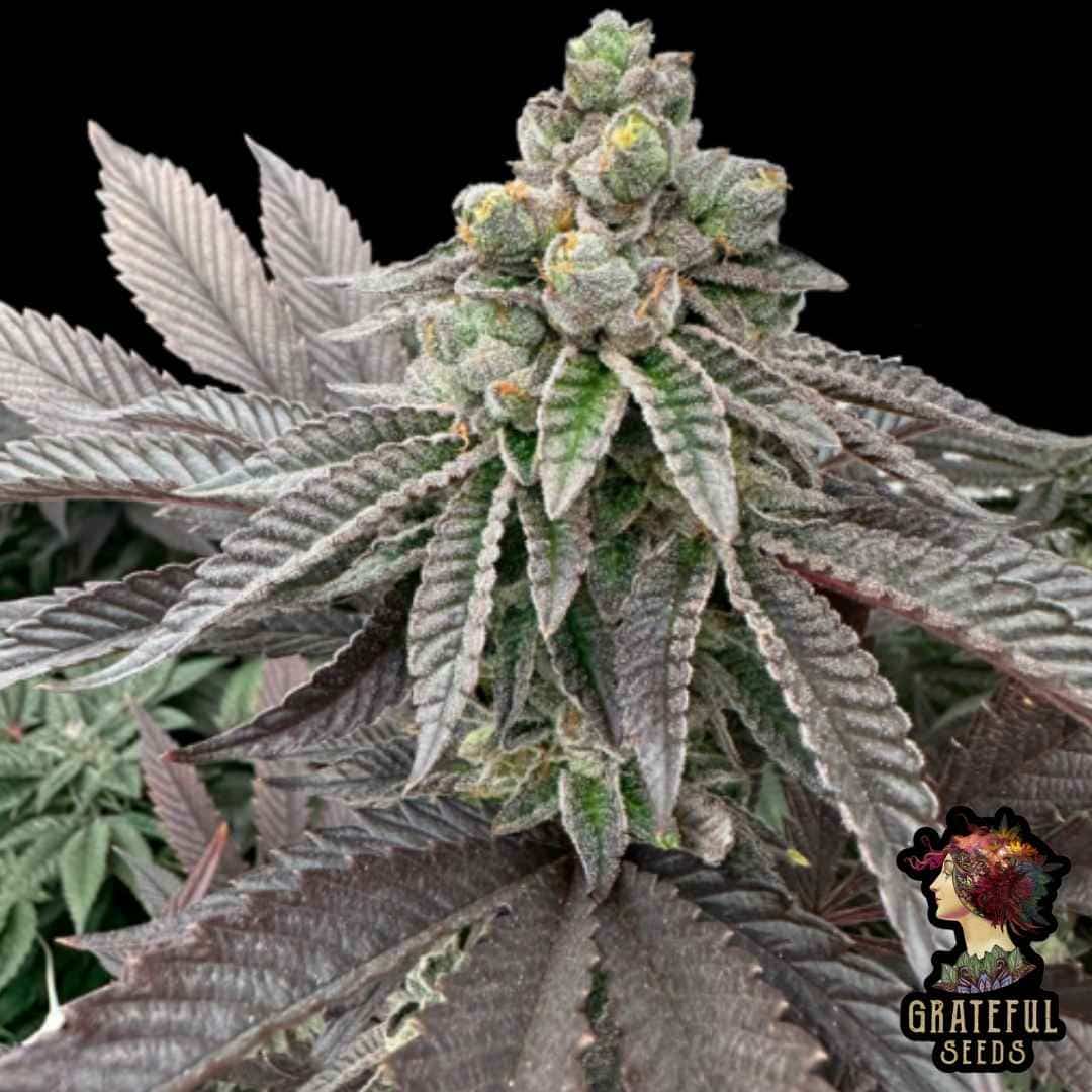 Honey Pam mit kompakter, harziger Hauptblüte und dunkelvioletten Blättern in voller Blütephase