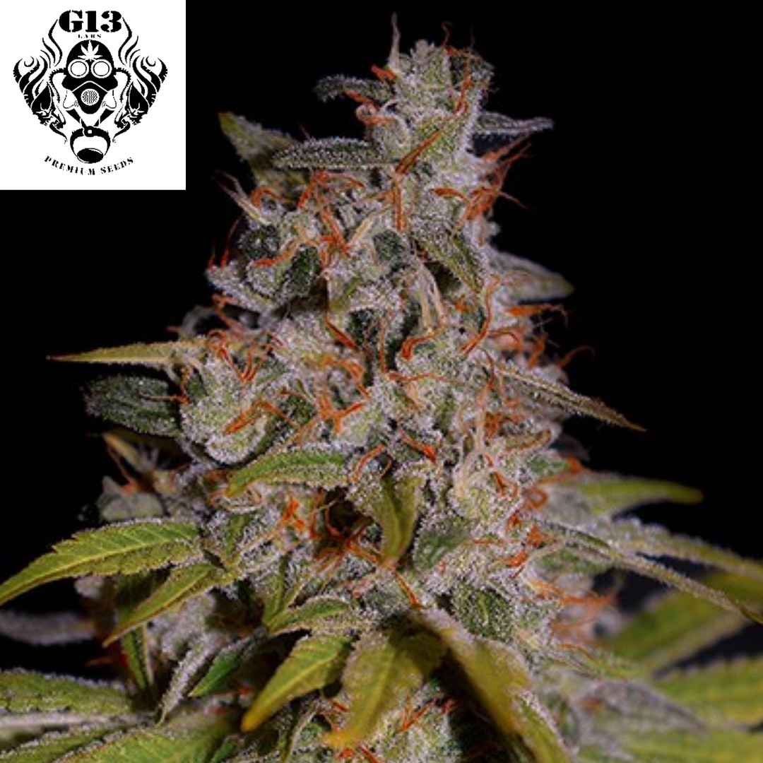 Reife Honey Papaya Cannabisblüte mit dichter Harzschicht, kompakten Buds und auffälligen orangefarbenen Pistillen