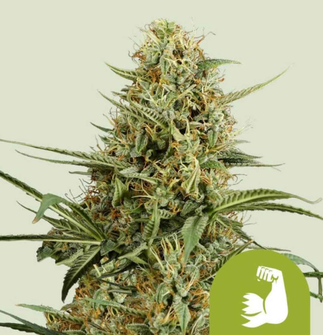 Hulkberry Auto Blüte mit harzreichen, dicht gepackten Buds und leuchtend orangenen Stempeln