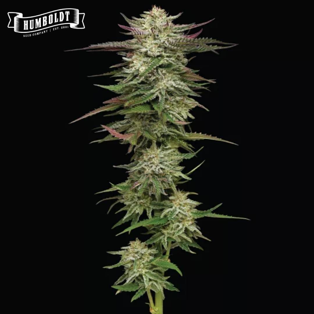Humboldt Headband Cannabisblüte mit dichten, harzigen Buds und violett-grünen Zuckerblättern