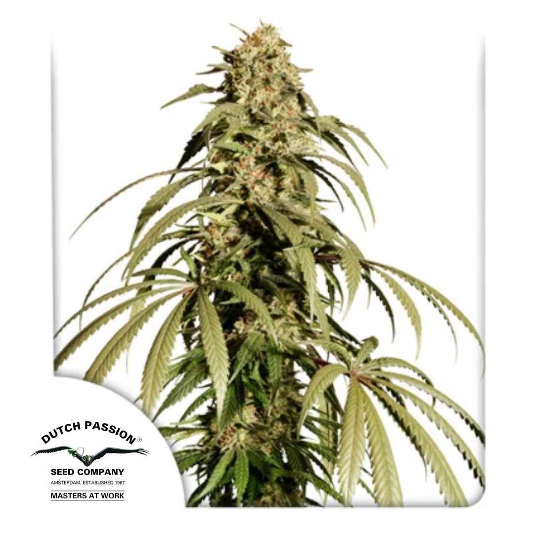 Ice Cream Haze Pflanze mit langen Blütenständen und harzigen Buds von Dutch Passion