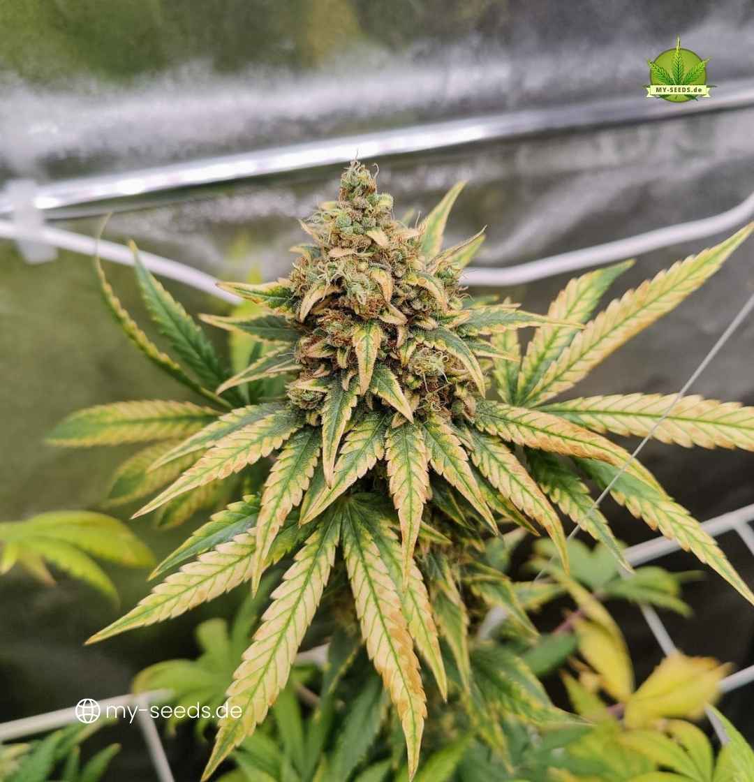 Ice Cream Blüte im Reifungsstadium mit leichten Verfärbungen und viel Harz