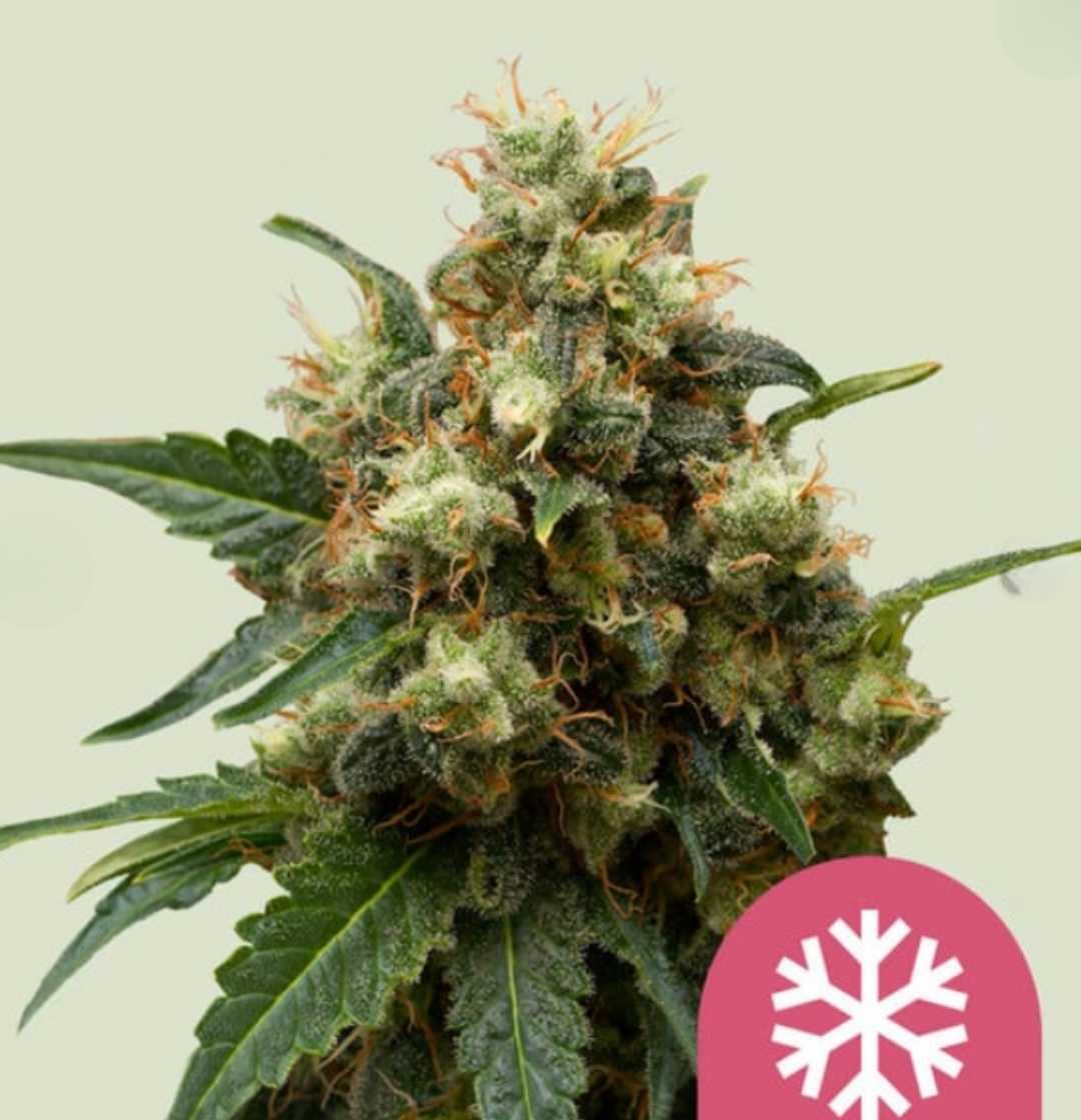 Harzige Ice Cannabispflanze mit dichten, frostbedeckten Buds und orangefarbenen Blütenstempeln