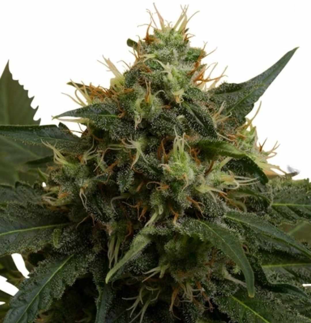 Kompakte Ice Cannabispflanze mit dichten, dunkelgrünen Blättern und harzreichen Blüten