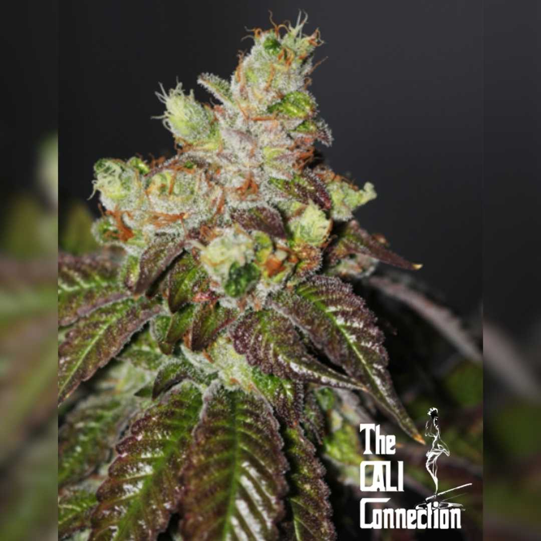 Island Punch Blüte mit dichten, harzigen Buds, orangenen Härchen und violett-grünen Blättern