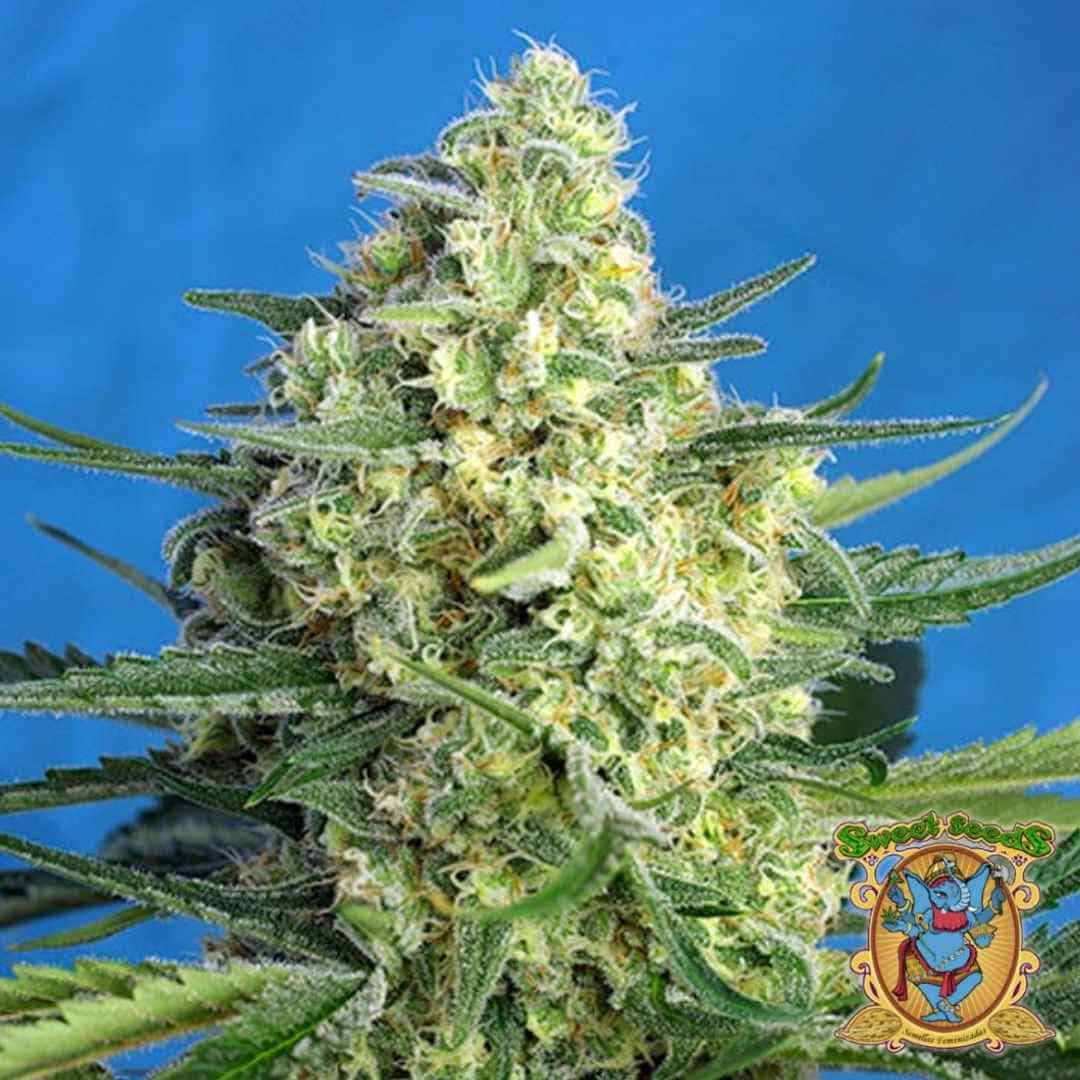 Dichte, harzreiche Blüte der Jack 47 XL Auto mit leuchtend grünen Buds und orangefarbenen Härchen