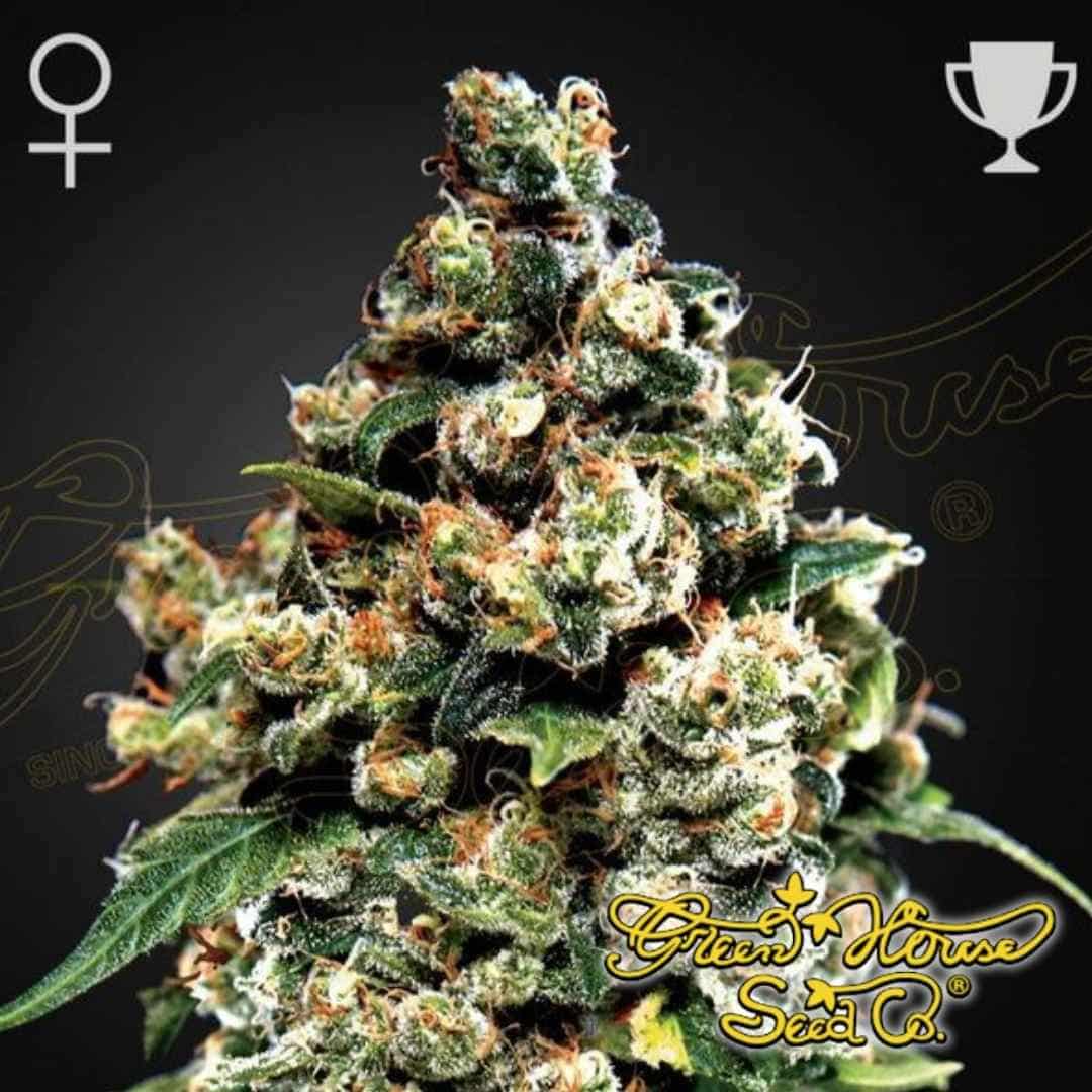 Jack Herer Cannabisknospe mit dichter Blütenstruktur, vielen Trichomen und orangefarbenen Blütenstempeln