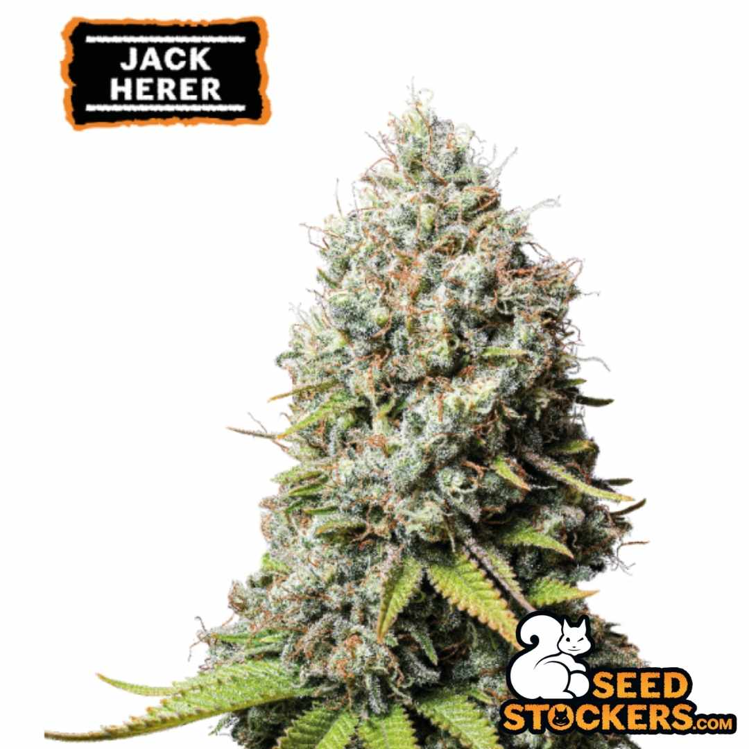 Jack Herer Cannabisblüte mit dichter Struktur, vielen Trichomen und orangefarbenen Blütenstempeln