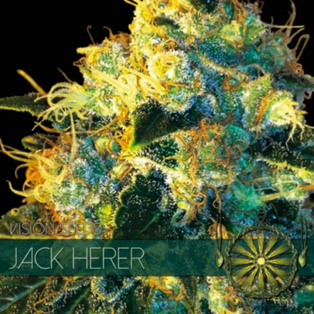 Jack Herer von Vision Seeds mit dichter harziger Blüte und orangefarbenen Blütenfäden.