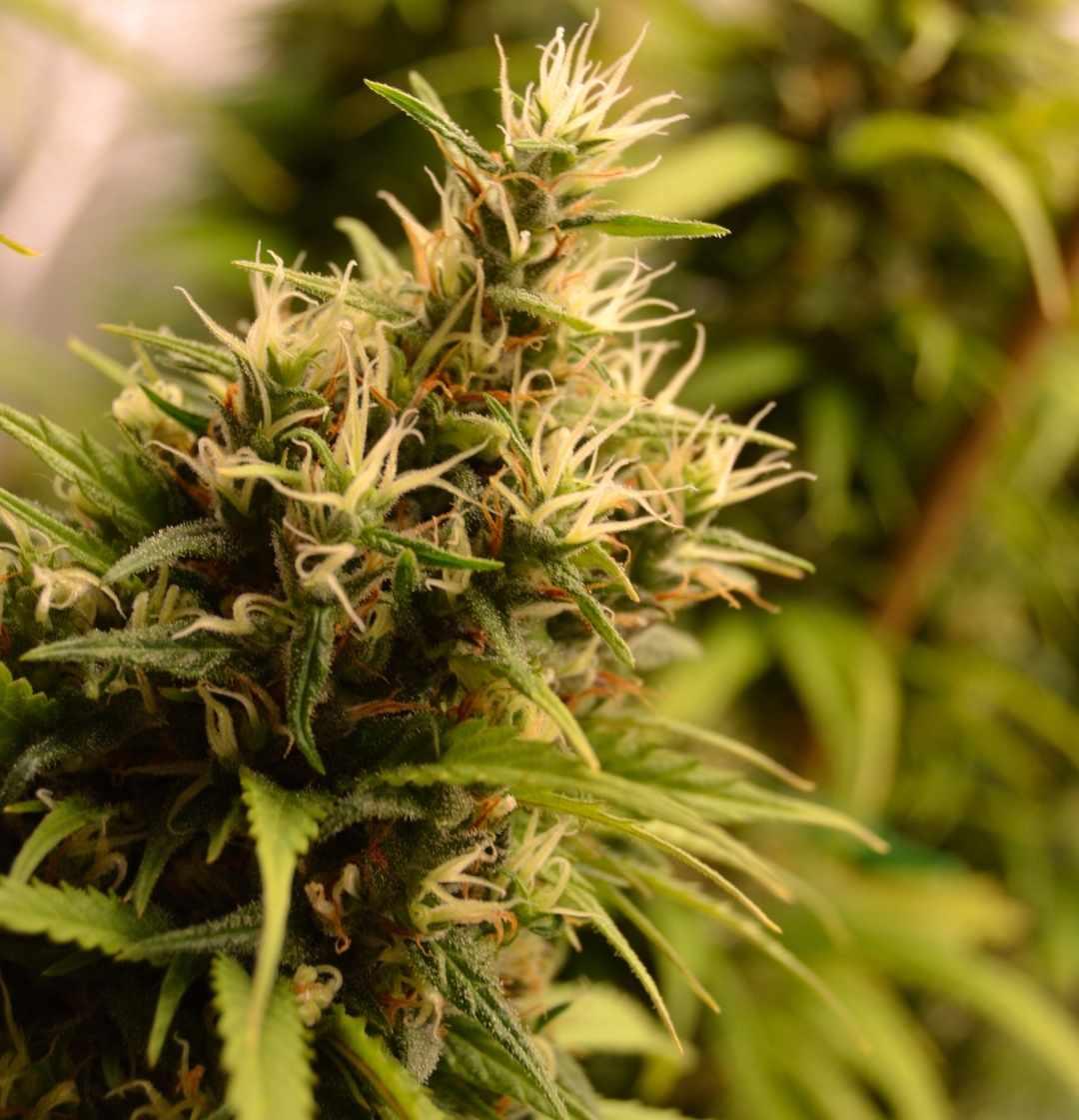 Nahaufnahme einer Jack Herer Blüte mit weißen Blütenhaaren und kristallartigem Harz