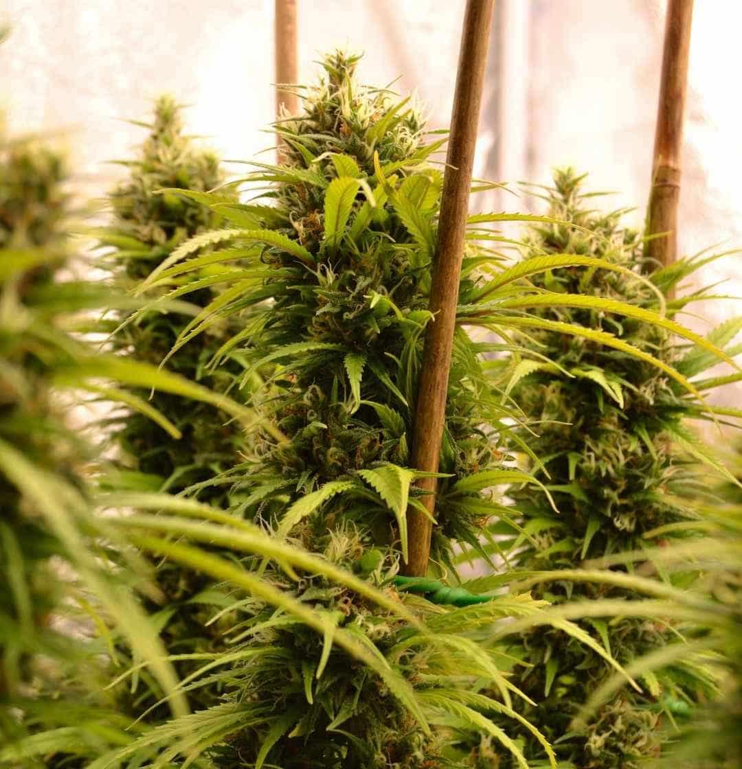 Mehrere Jack Herer Pflanzen mit langen, harzigen Colas kurz vor der Ernte