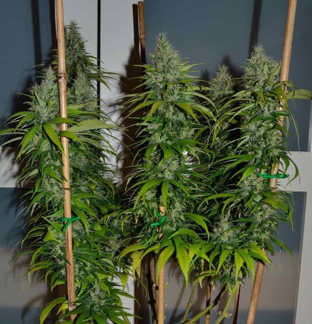 Zwei hochgewachsene Jack Herer Pflanzen mit Stützstäben in der Indoor-Phase