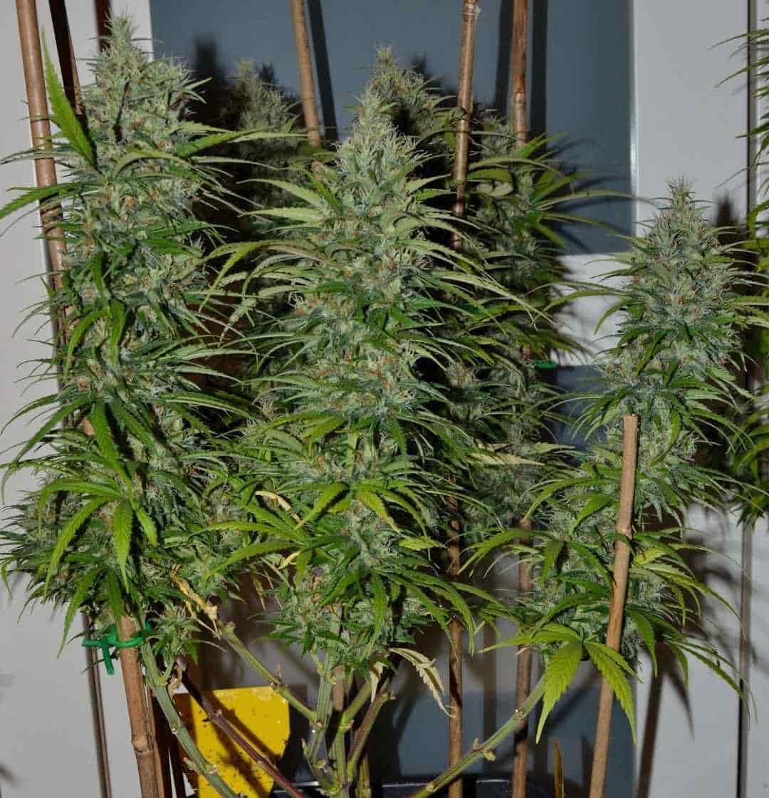 Seitliche Ansicht einer Jack Herer Pflanze mit üppigen Buds und ausgeprägtem Sativa-Wuchs