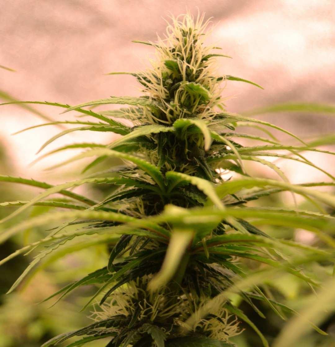 Jack Herer Pflanze im frühen Blüte-Stadium mit buschigem Wuchs und ersten Trichomen