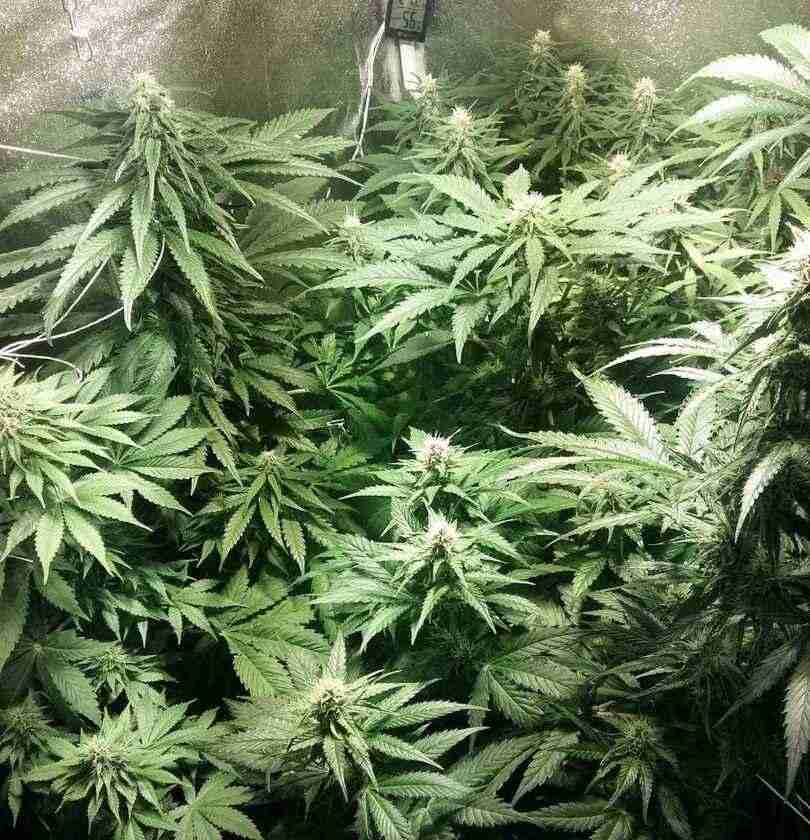 Jacky White Pflanzen in der Blütephase unter künstlichem Licht mit dichter Belaubung und ersten Bud-Ansätzen