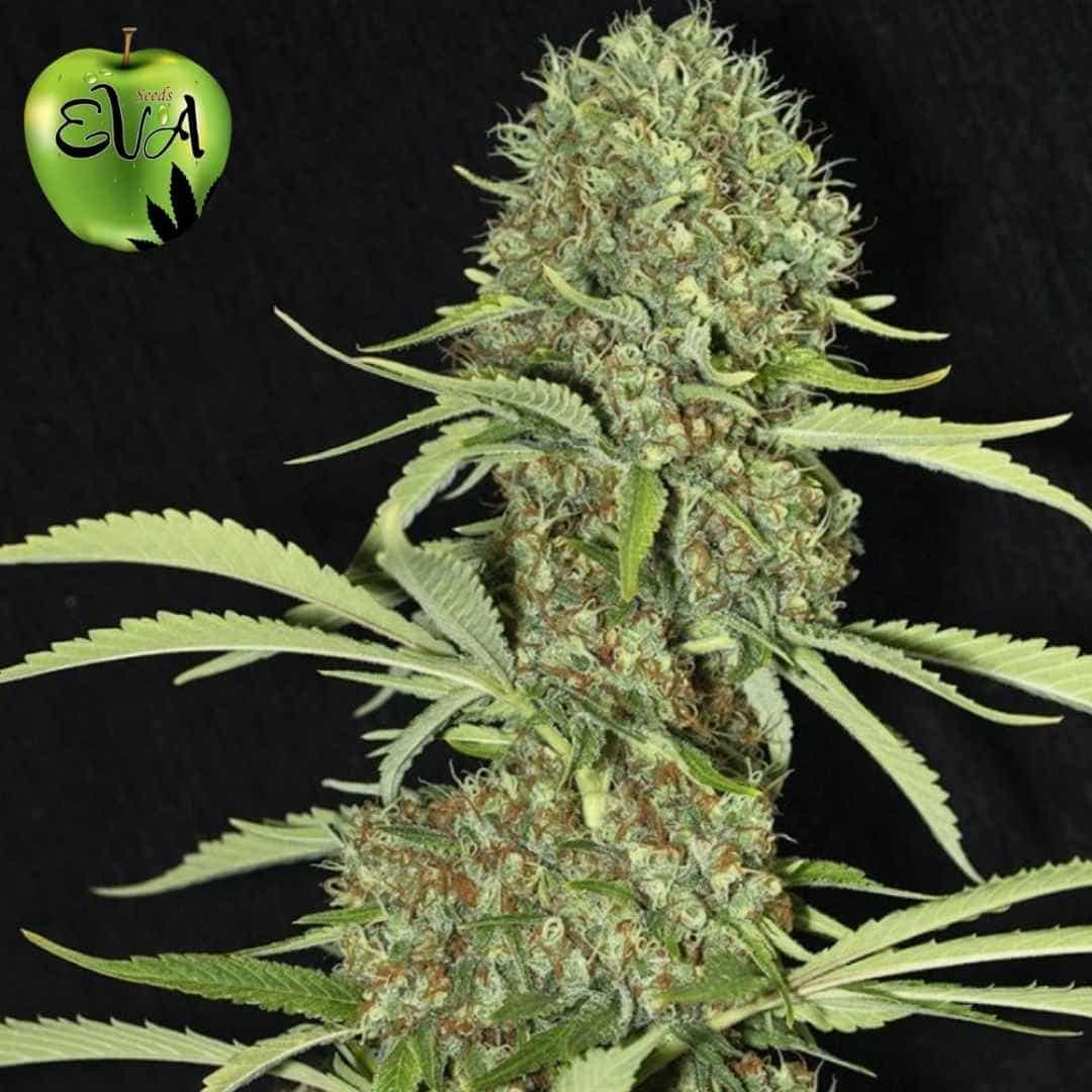 Jamaican Dream Cannabis Blüte mit dichten, harzigen Buds und orangefarbenen Stempeln