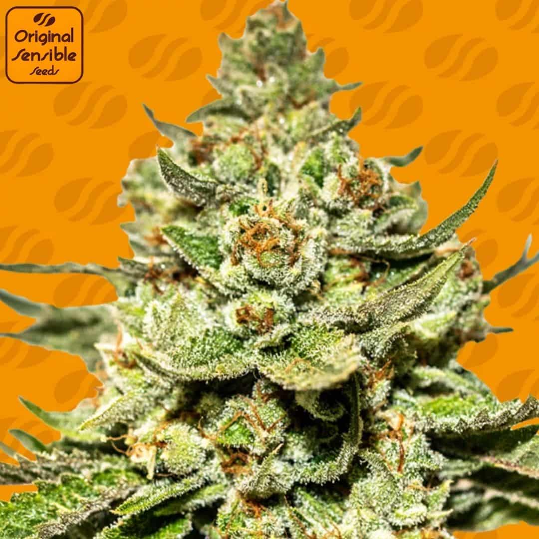 Jungle Lava Cannabisknospe mit dichter Struktur, vielen Trichomen und orangefarbenen Blütenstempeln