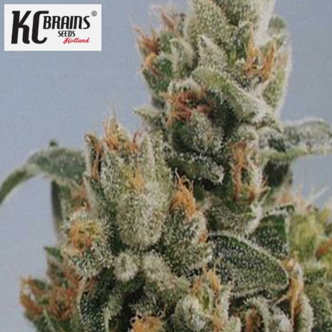 KC 36 Cannabisblüte mit dichten, harzigen Buds und orangefarbenen Blütenfäden