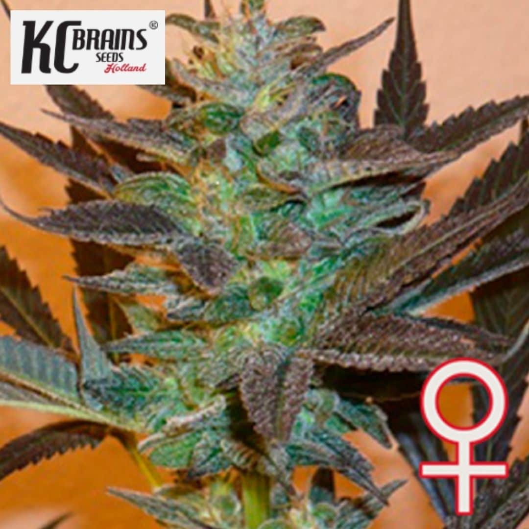 Auto KC 48 Cannabispflanze mit harziger Blüte, dunklen Blättern und weiblichem Symbol