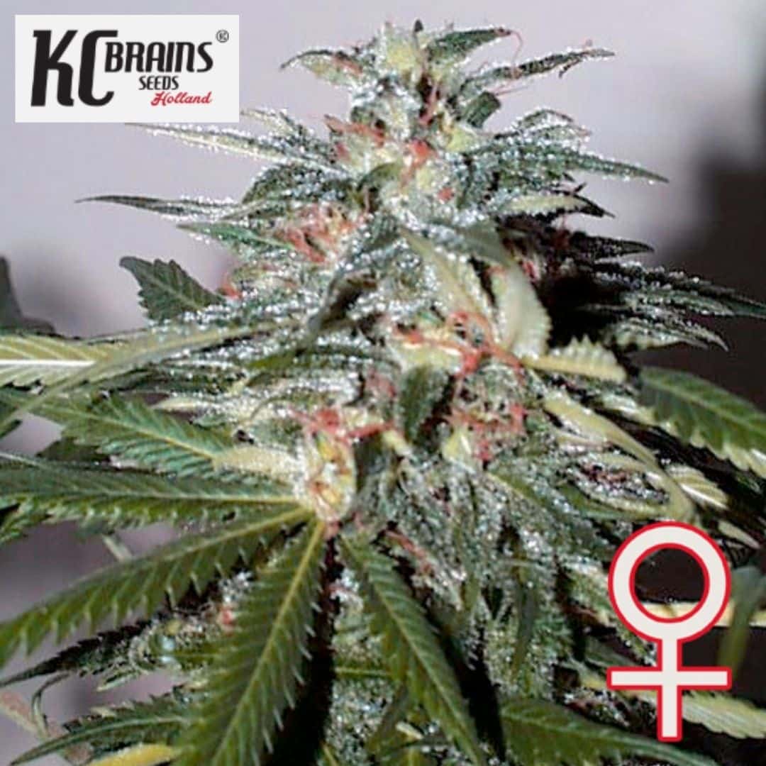 Auto KC 51 Cannabisblüte mit dichten Harzkristallen, grünen Blättern und orangefarbenen Blütenhärchen