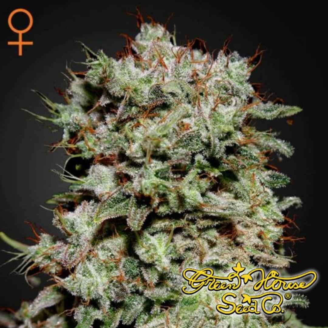 Kalashnikova Cannabisknospe mit dichter Struktur, harzigen Trichomen und orangefarbenen Blütenfäden