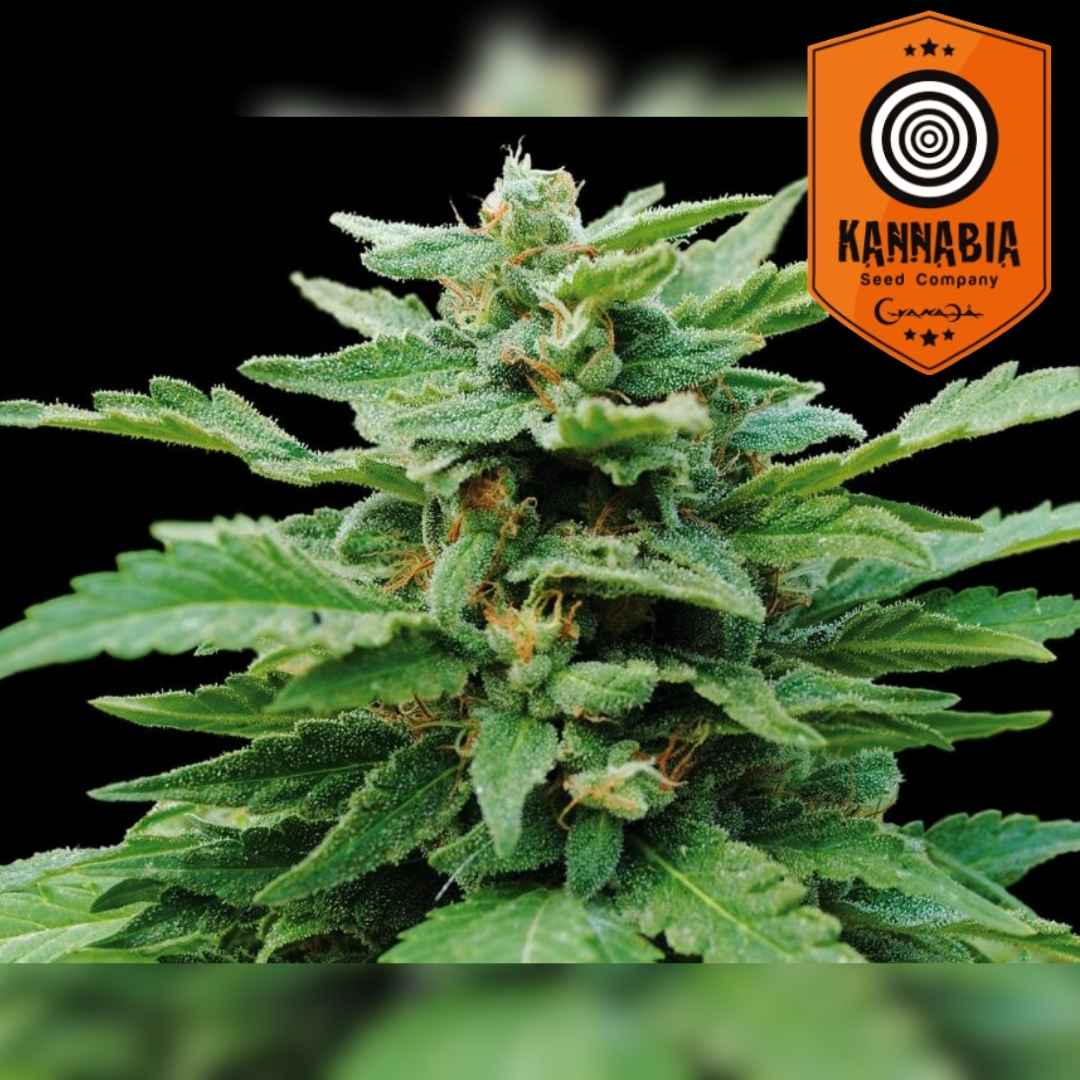 Karibbean Mango Pflanze mit harzigen Buds und dichten grünen Blättern