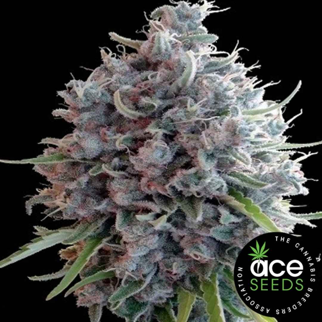 Killer A5 Haze Blüte mit dichten, harzigen Trichomen und leicht violetten Akzenten