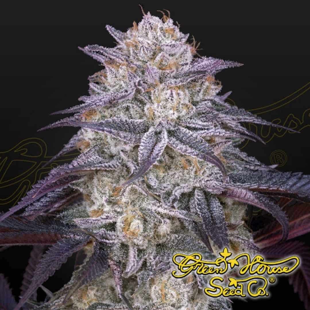 King’s Juice Auto Cannabisblüte mit dichten, harzigen Buds, violetten Zuckerblättern und ausgeprägten Trichomen