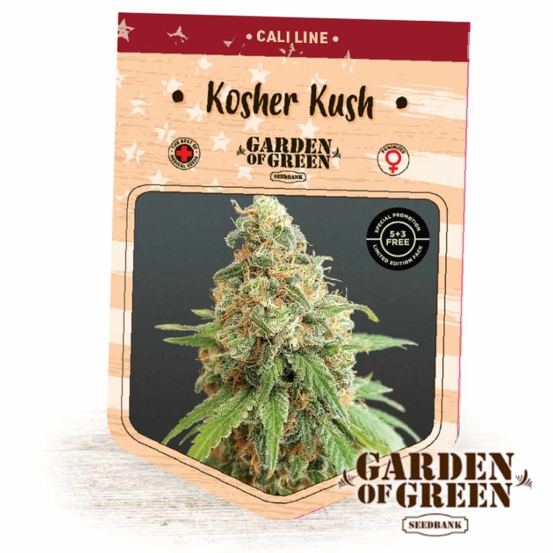 Kosher Kush Bud mit dichten, harzigen Blüten und orangefarbenen Härchen aus der Garden-of-Green Kollektion